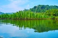 Nipa forest, Kangy river, Myanmar Royalty Free Stock Photo