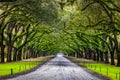 Scenic Oaks covered with spanish moss road valley