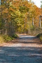 Scenic Old Forest Road Against Autumn Scenery in Polesye natural Resort
