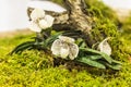 Scenic orchids plantation on dead tree root Royalty Free Stock Photo