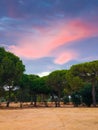 Scenic outdoor shot of a sunset sky over the trees in Little Lagoon, Sesimbra, Portugal