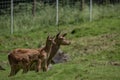 Scenic outdoor view of a mother deer and her baby fawn standing in a grassy enclosure Royalty Free Stock Photo