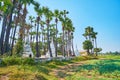 Stupas in palm garden, Bagaya Monastery, Ava, Myanmar Royalty Free Stock Photo