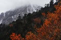 scenic panorama of foggy and cloudy snowcapped himalaya mountain peak and alpine forest at yumthang valley Royalty Free Stock Photo