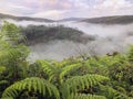 Scenic foggy morning among green hills in summer. Picturesque natural landscape. Fern in the foreground