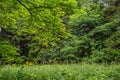 Scenic panorama of green forest thicket in summer