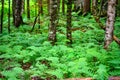 Scenic panorama of green forest thicket in summer