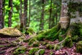 Scenic panorama of green forest thicket in summer