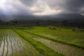 Scenic panorama landscape view of amazing beautiful green rice terrace paddy field in Jatiluwih Bali Royalty Free Stock Photo