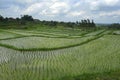 Scenic panorama landscape view of amazing beautiful green rice terrace paddy field in Jatiluwih Bali Royalty Free Stock Photo