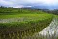 Scenic panorama landscape view of amazing beautiful green rice terrace paddy field in Jatiluwih Bali Royalty Free Stock Photo