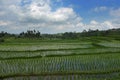 Scenic panorama landscape view of amazing beautiful green rice terrace paddy field in Jatiluwih Bali Royalty Free Stock Photo