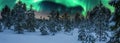 Scenic panorama of northern green lights over young pine tree forest decorated by fresh snow. Aurora, Northern Sweden, Lapland