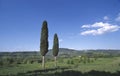 Scenic panorama view of typical Tuscany landscape with group of cypress trees