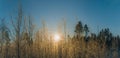 Scenic panorama of warm golden Sun shining through young birch branches covered by hoarfrost, early winter frosty morning Royalty Free Stock Photo