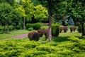 A scenic park with walking paths for walking among green plantings. Royalty Free Stock Photo