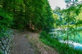 Scenic Path in the Forest with green trees. Royalty Free Stock Photo
