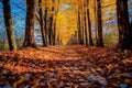 Autumnal Pathway to a Colorful Forest Royalty Free Stock Photo