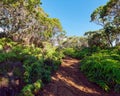 Scenic pathway in Kokee State Park, Kauai, Hawaii, USA. Royalty Free Stock Photo