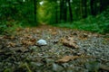 Scenic pathway leading through a lush, wooded forest, surrounded by tall, majestic trees Royalty Free Stock Photo