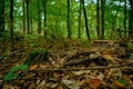 Scenic pathway leading through a lush, wooded forest, surrounded by tall, majestic trees Royalty Free Stock Photo