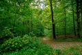 Scenic pathway leading through a lush, wooded forest, surrounded by tall, majestic trees Royalty Free Stock Photo