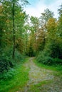 Scenic pathway leading through a lush, wooded forest, surrounded by tall, majestic trees Royalty Free Stock Photo