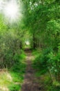 Scenic pathway leading to a hidden location in nature in a Danish forest in springtime. Secluded secret path looking Royalty Free Stock Photo