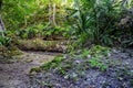 Scenic pathway lined by an ancient stone wall in a jungle in Cozumel, Mexico