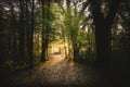Scenic pathway through a lush forest, illuminated by golden rays of the sun shining through trees Royalty Free Stock Photo