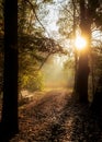 Scenic pathway through a lush forest, illuminated by golden rays of the sun shining through trees