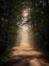 a path leading into a forest with the sun shining through trees Royalty Free Stock Photo