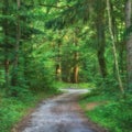 Scenic pathway surrounded by lush green trees and greenery in nature in a Danish forest in springtime. Deserted walkway Royalty Free Stock Photo