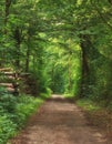 Scenic pathway surrounded by lush green trees and greenery in nature in a Danish forest in springtime. Secluded and