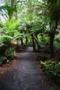 Scenic pathway surrounded by lush vegetation