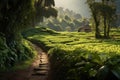 scenic pathway through tea plantation landscape