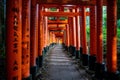 Scenic pathway with traditional Japanese tori gates