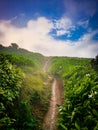 Scenic pathway winding its way through an open field of lush greenery. Royalty Free Stock Photo