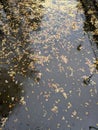 Scenic photo capturing the enchanting beauty of autumn leaves gently floating on the surface of a tranquil river.