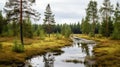 Scenic Photo Of Firs And Deciduous Trees In Rainy Fen