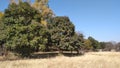 Scenic photo of large bushy green trees, dry light brown grass fields and a crisp blue sky