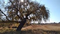 Willow tree surrounded by farm landscape on a cold winter`s morning in Africa with dull grass, large trees and a clear blue sky