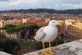 Seagull and panorama of Rome,Italy Royalty Free Stock Photo