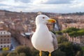 Seagull and panorama of Rome,Italy Royalty Free Stock Photo