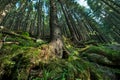 Scenic pine forest on a mountain slope