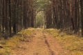 Scenic pine forest path Royalty Free Stock Photo