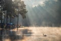 Scenic pine forest sunlight shine on fog reservoir in morning at