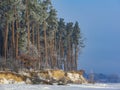 Scenic pine forest in winter