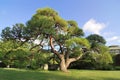 Scenic pine tree