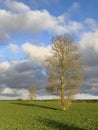 Scenic Polish landscape in late summer or early autumn with two trees in the field Royalty Free Stock Photo